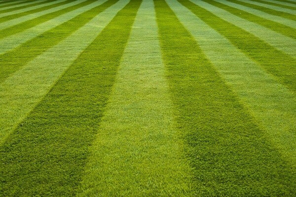 Mowed Lawn