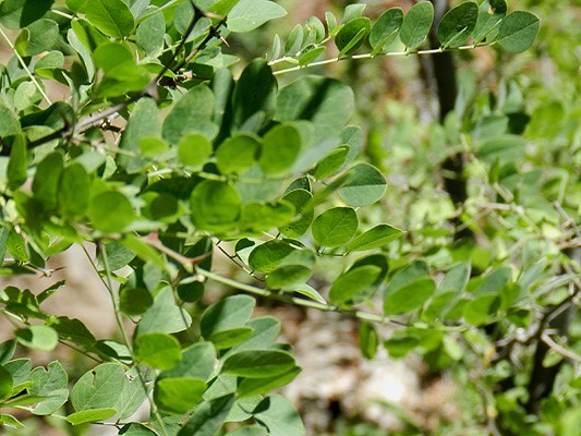 New Mexico Locust