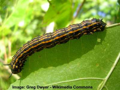 Oak worm Caterpillar