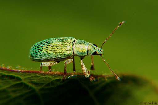 Pale Green Weevil Beetles