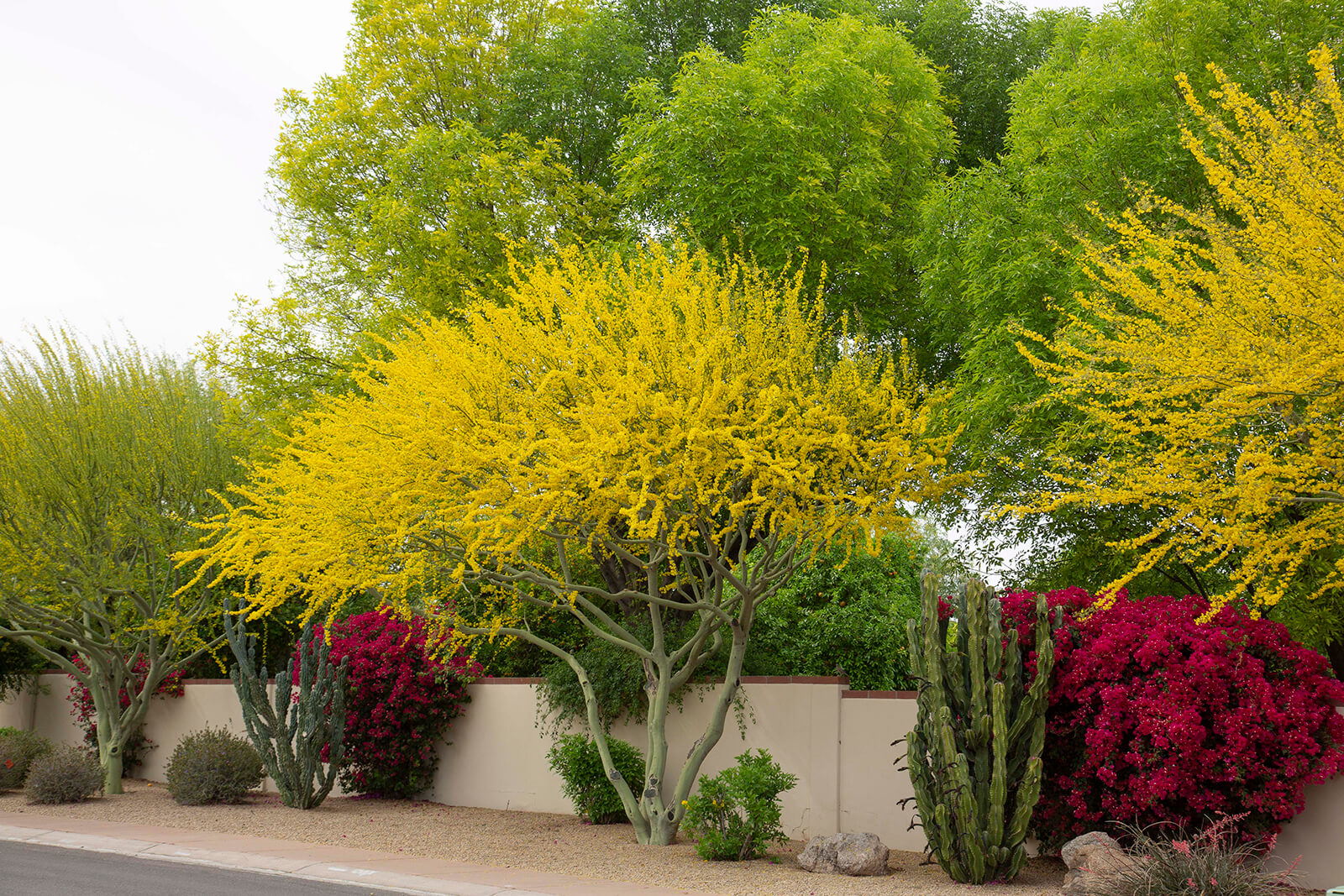 Palo Brea (Cercidium Praecox)