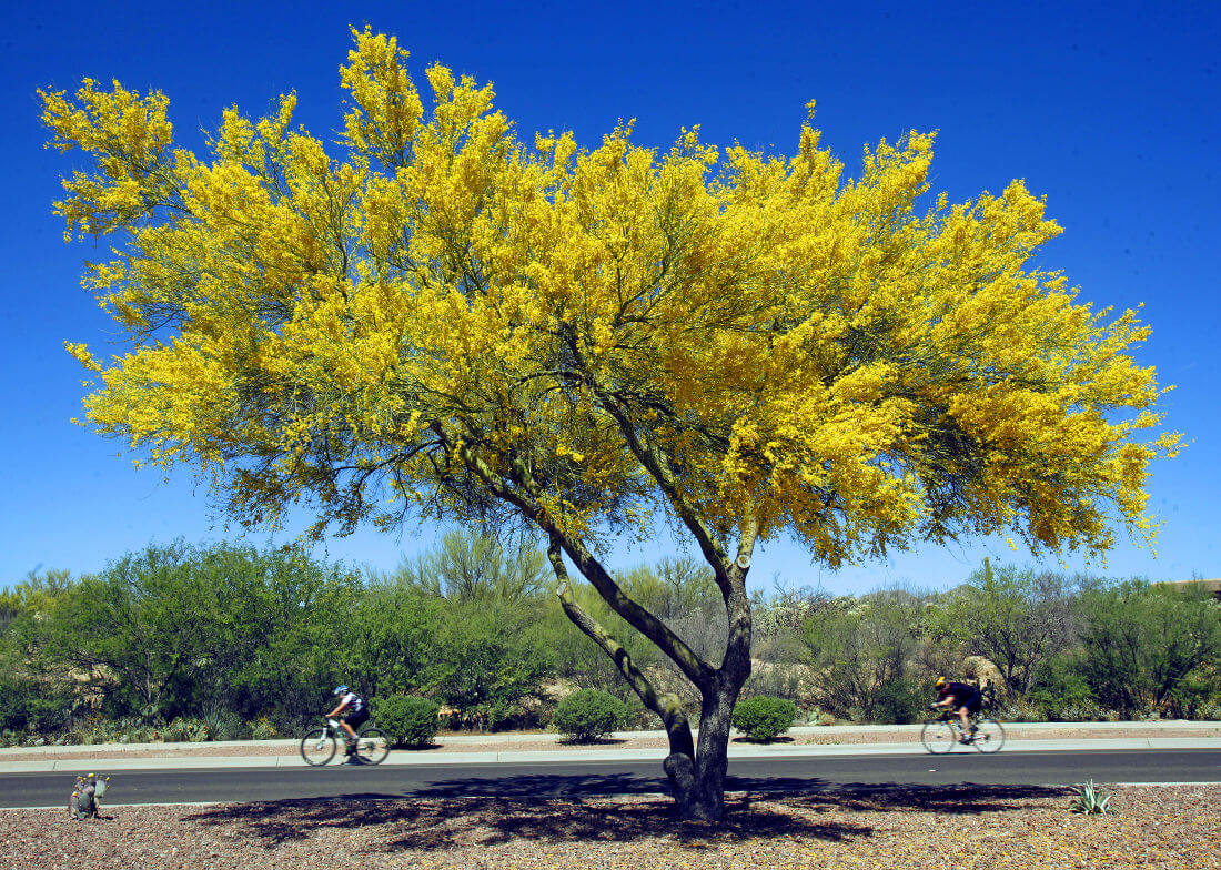 Palo Verde (Parkinsonia aculeata)