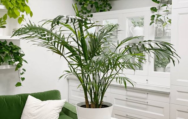 Parlor Palm