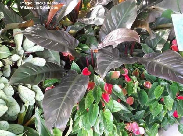 Philodendron' Congo Rojo.'