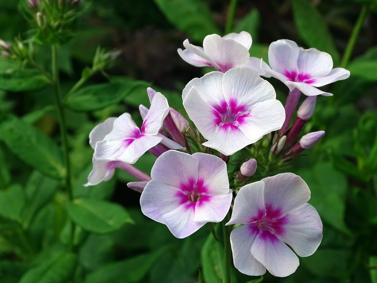 Phlox