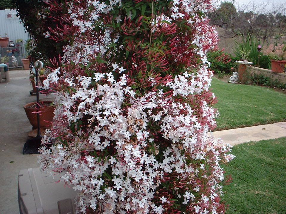 Pink Jasmine