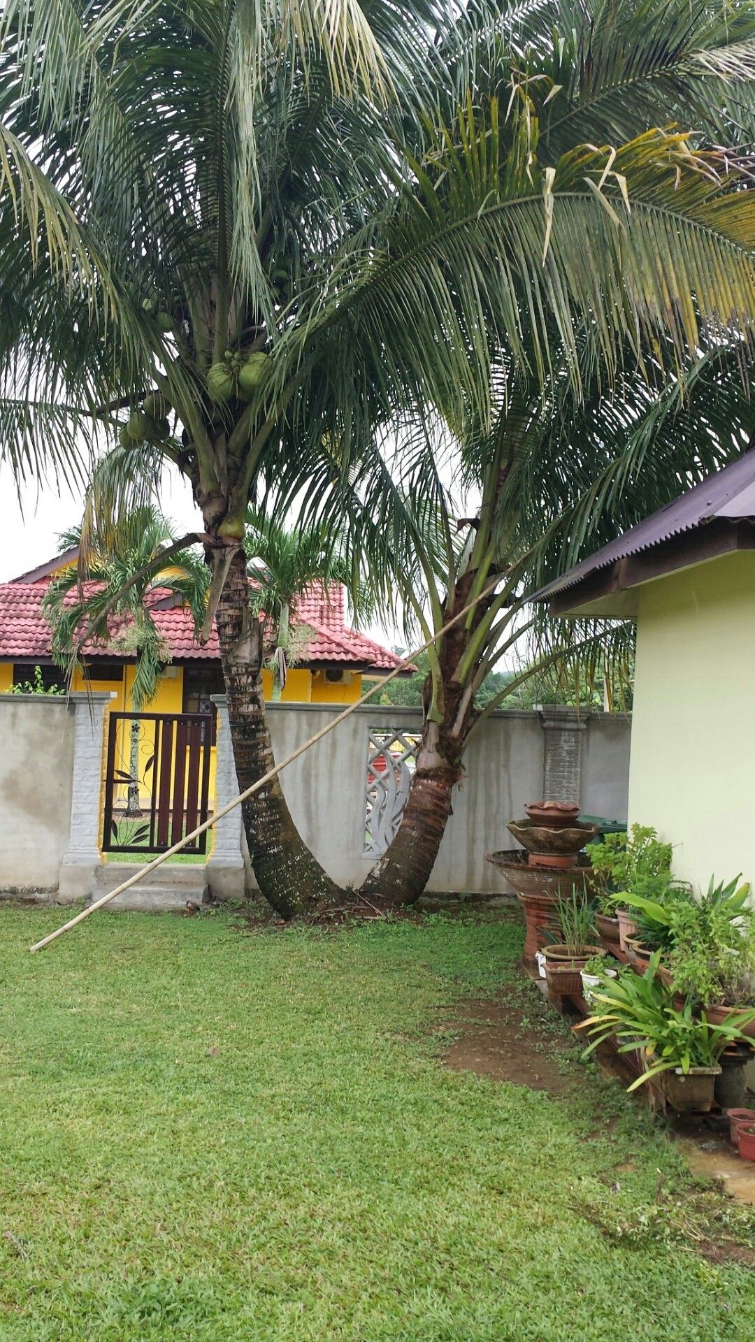 Planting Coconut Trees on Either Side