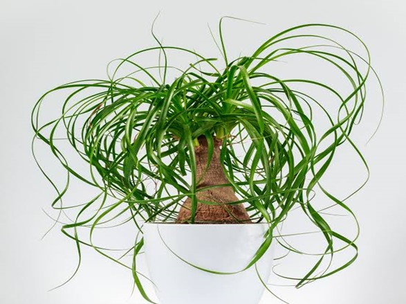 Ponytail Palm