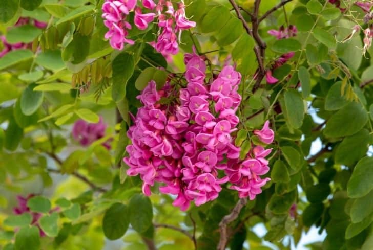 Purple robe black Locust