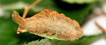 Puss Caterpillar (Megalopyge Opercularis)