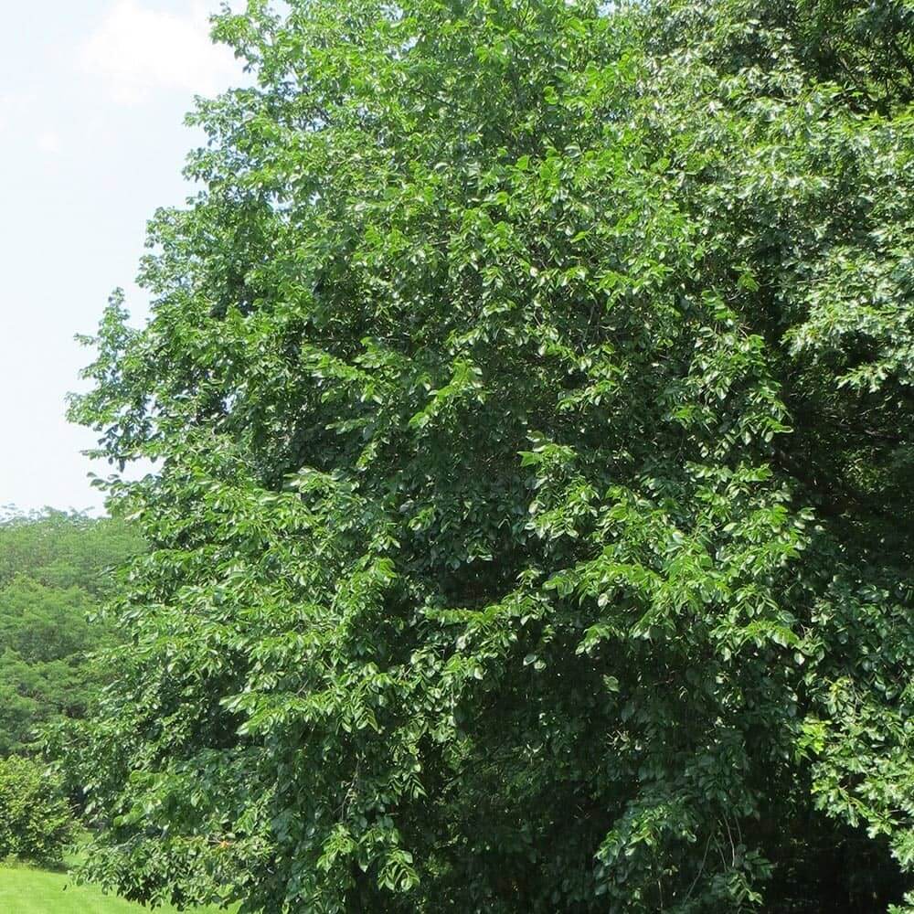 Rock Elm Tree (Ulmus Thomasii)