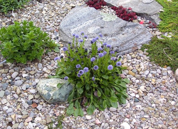 Rock Gardens with Plants