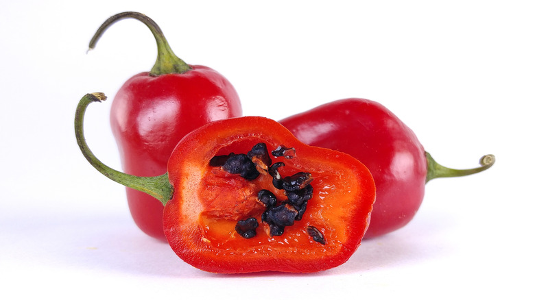 Rocoto-Pepper