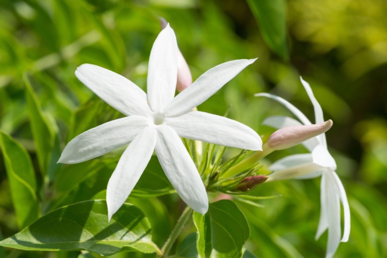 Royal Jasmine