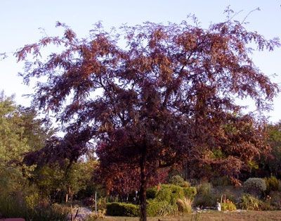 Ruby Lace Thornless Honey Locust Tree