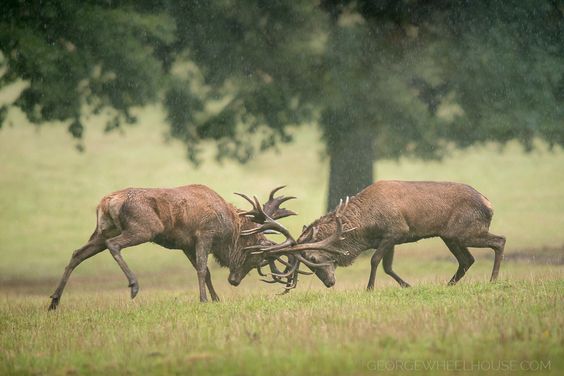 Rut and Post Rut Strategies