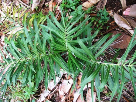 Sand Palm (Allagoptera Arenaria)