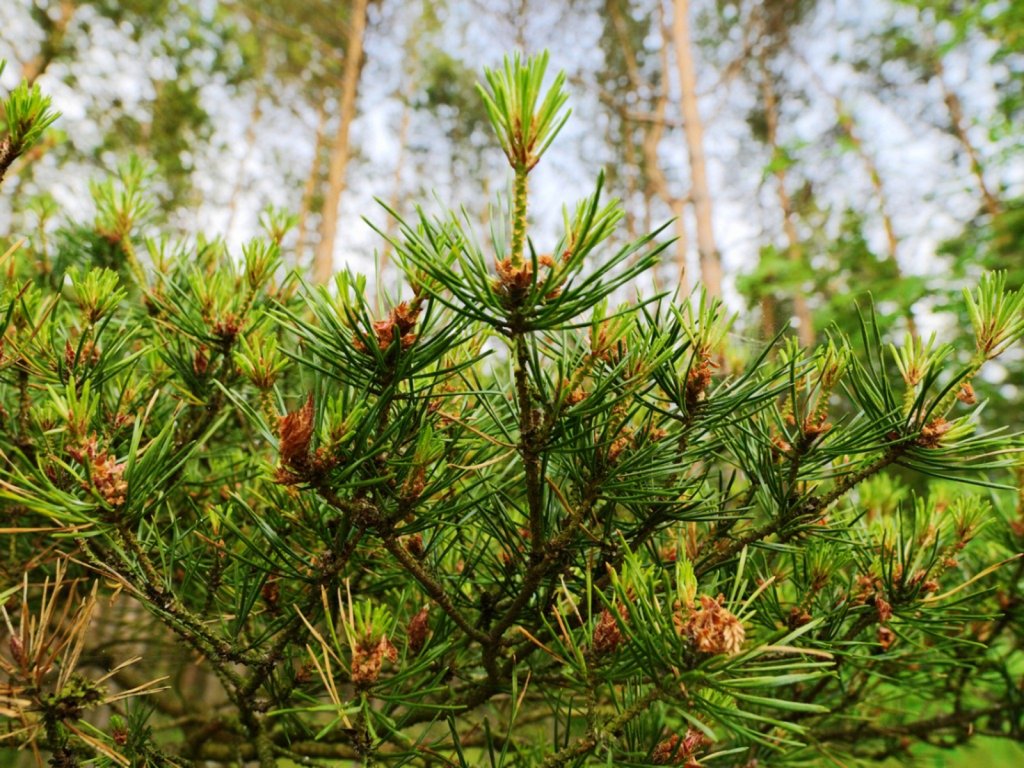 Pine Trees with Soft Needles Comprehensive Identification Guide with