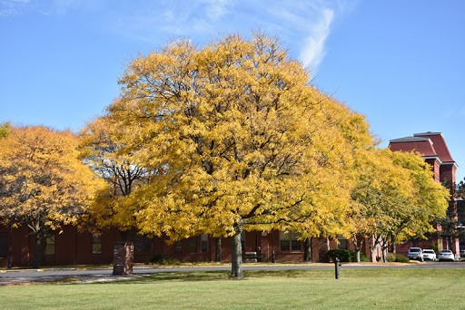 Shademaster Honey Locust Tree