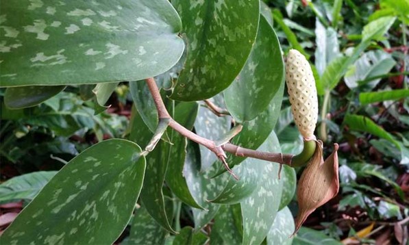 Silver or Satin Pothos (Botanical name - Epipremnum ‘Satin’)