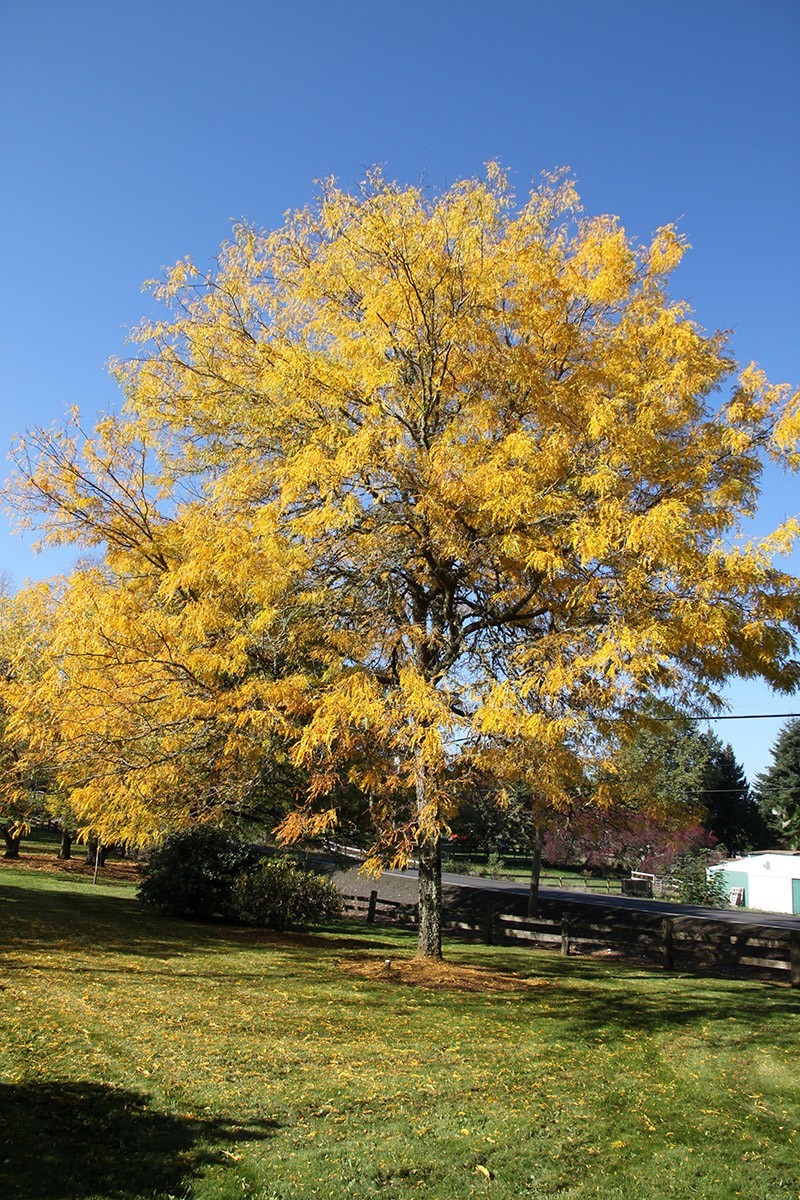 Skyline Honey Locust Trees