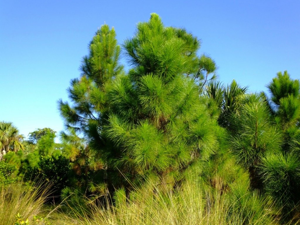 Pine Trees With Soft Needles Comprehensive Identification Guide With