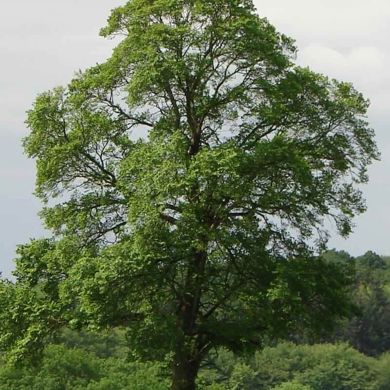 Slippery Elm Tree (Ulmus Rubra)