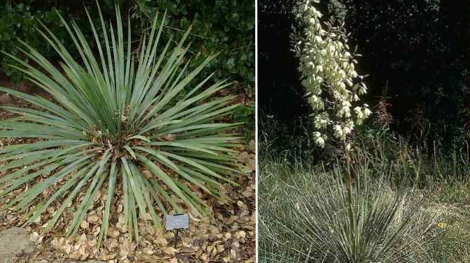 Soapweed Yucca Plant