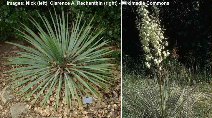 Soapweed Yucca Plant