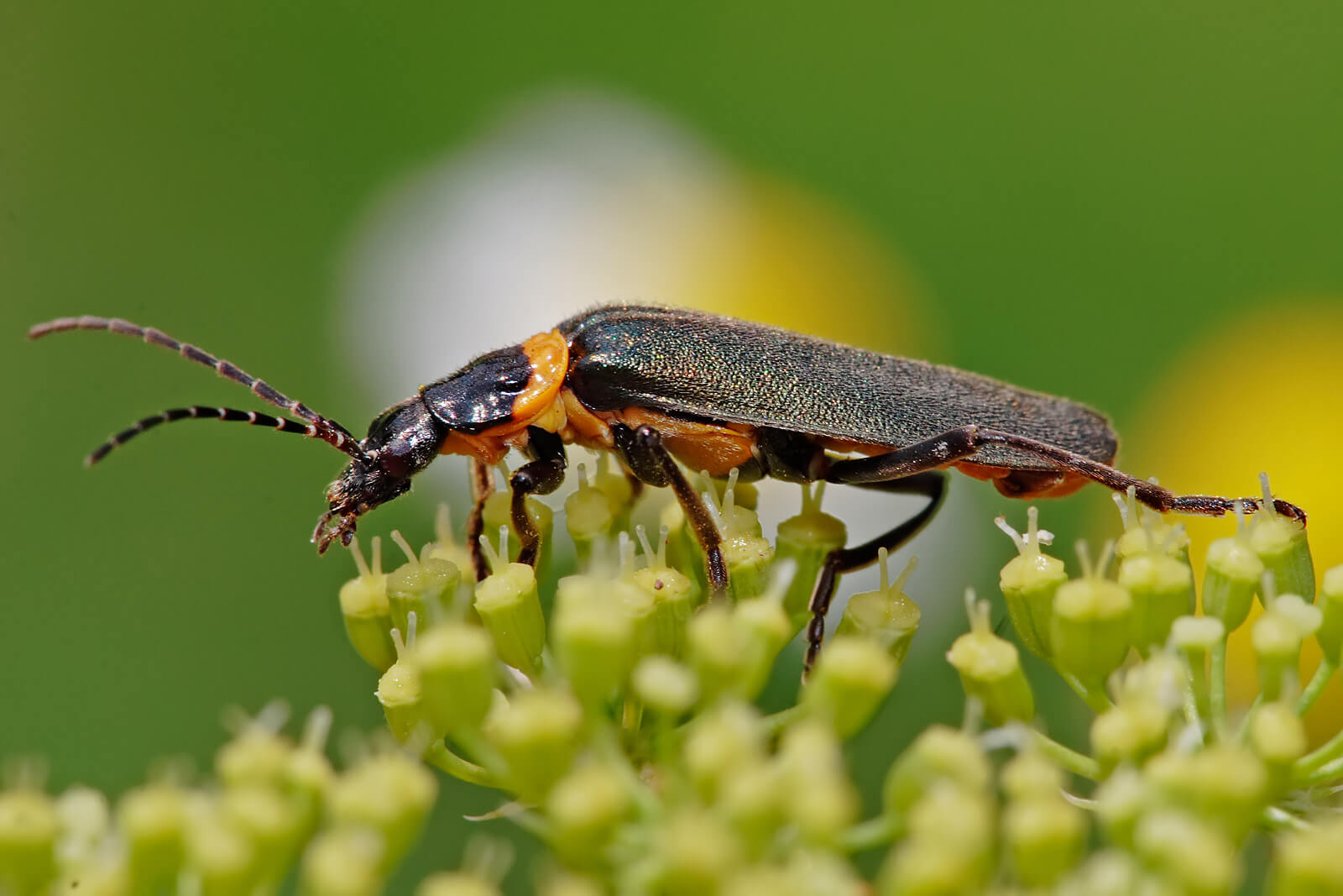 Soldier Beetles