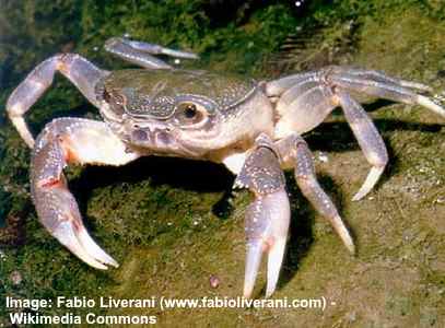 Southern European Crab