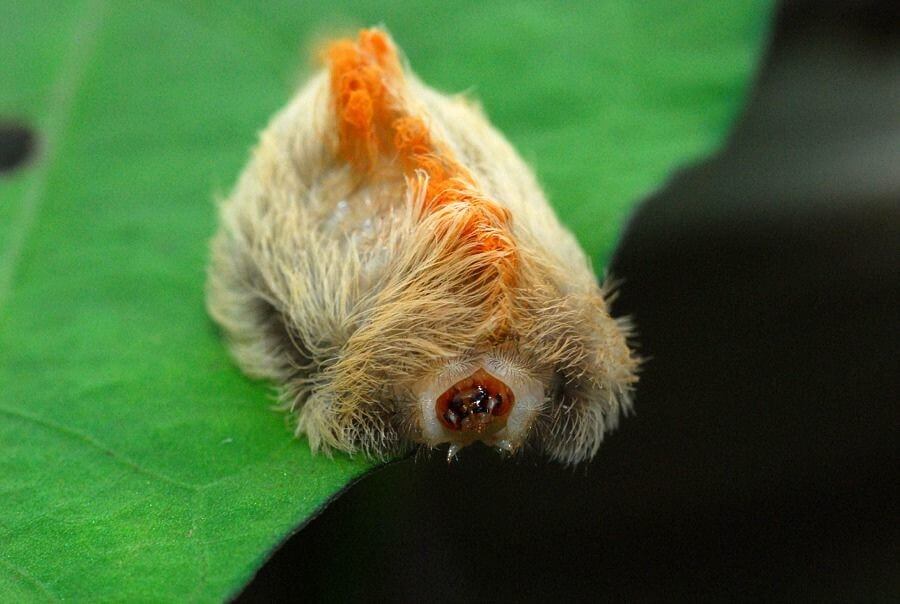 Southern Flannel Moth Caterpillars