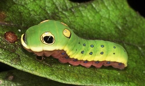 Spicebush Swallowtail Caterpillar 