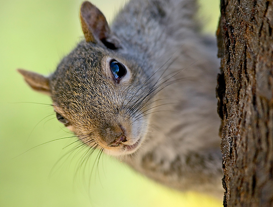 Squirrels