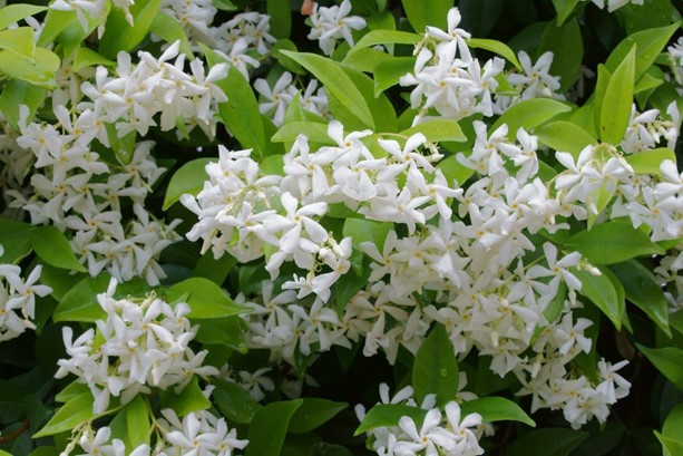 Star Jasmine