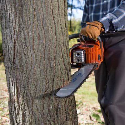Steps to Cut Down a Tree in Segments