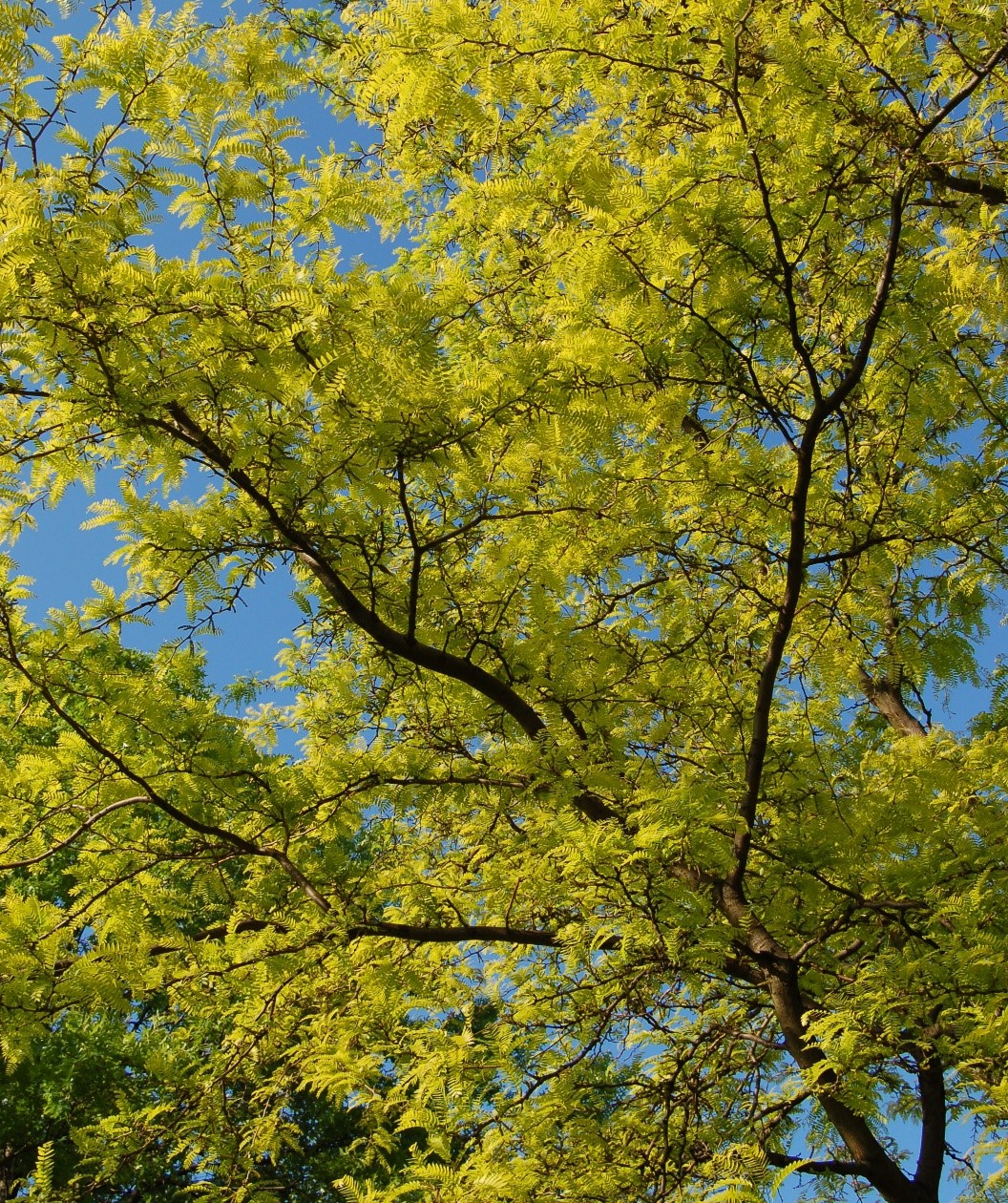 Sunburst Honey Locust Trees