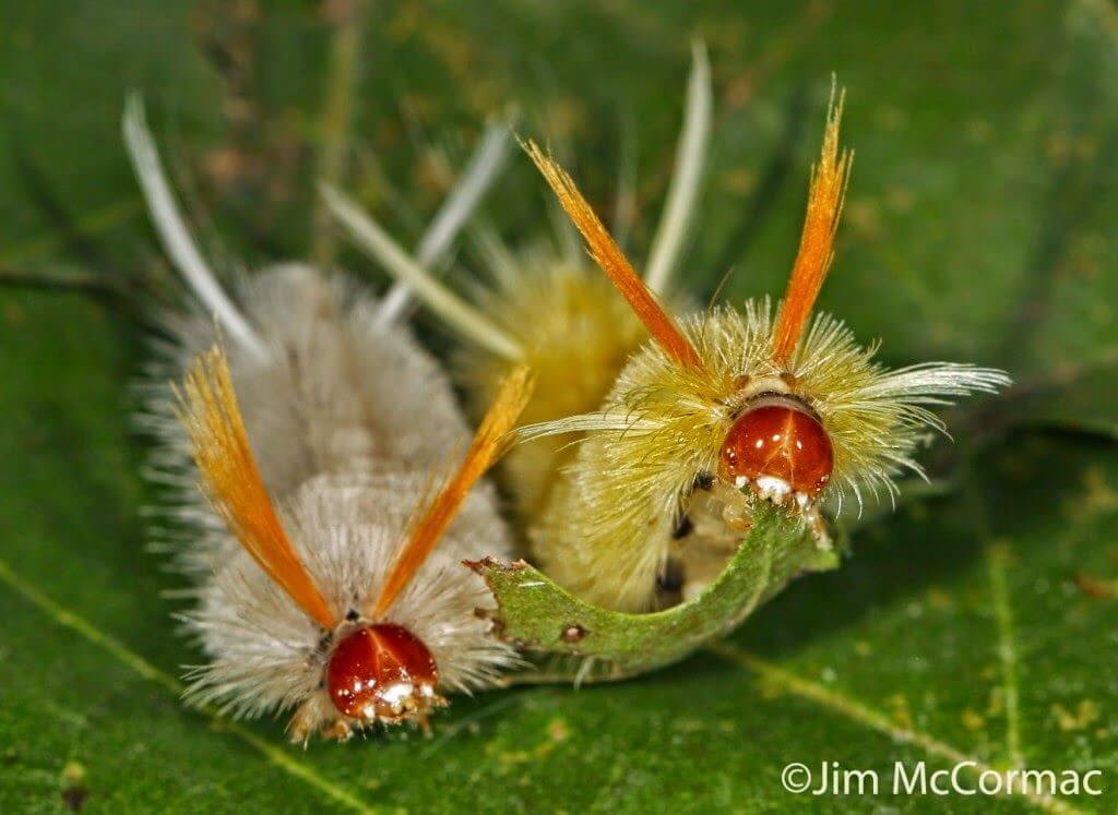 Sycamore Tussock Caterpillar