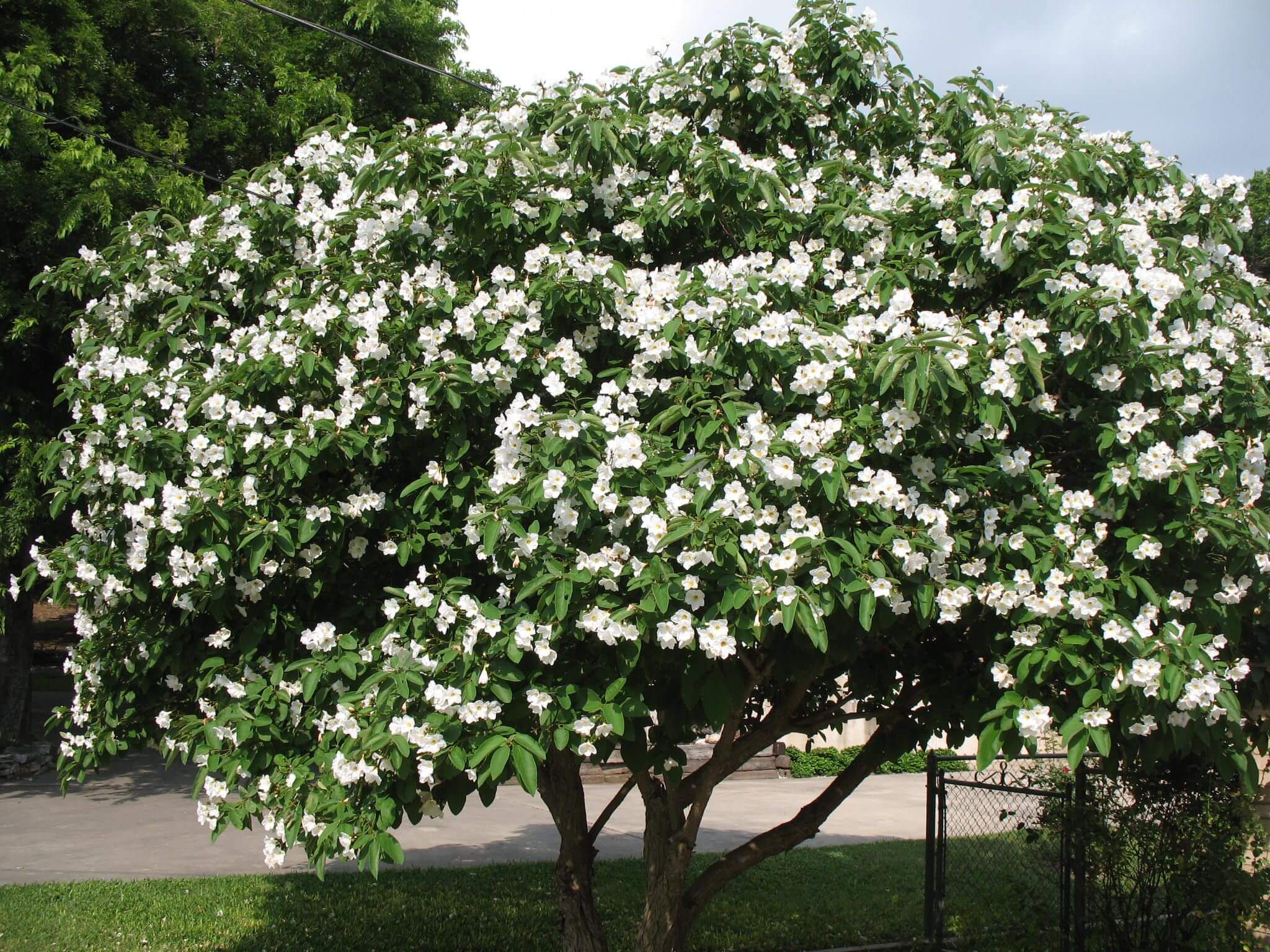 Texas Olive (Cordia boissieri)