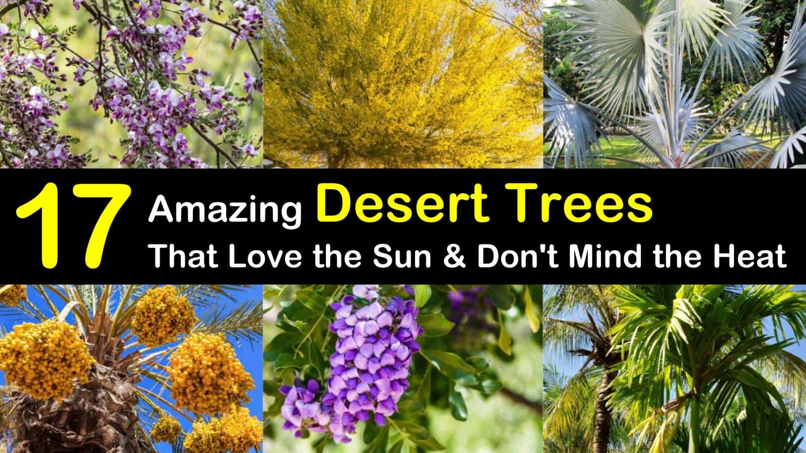 The Best Desert Trees With Picture And Names Eathappyproject