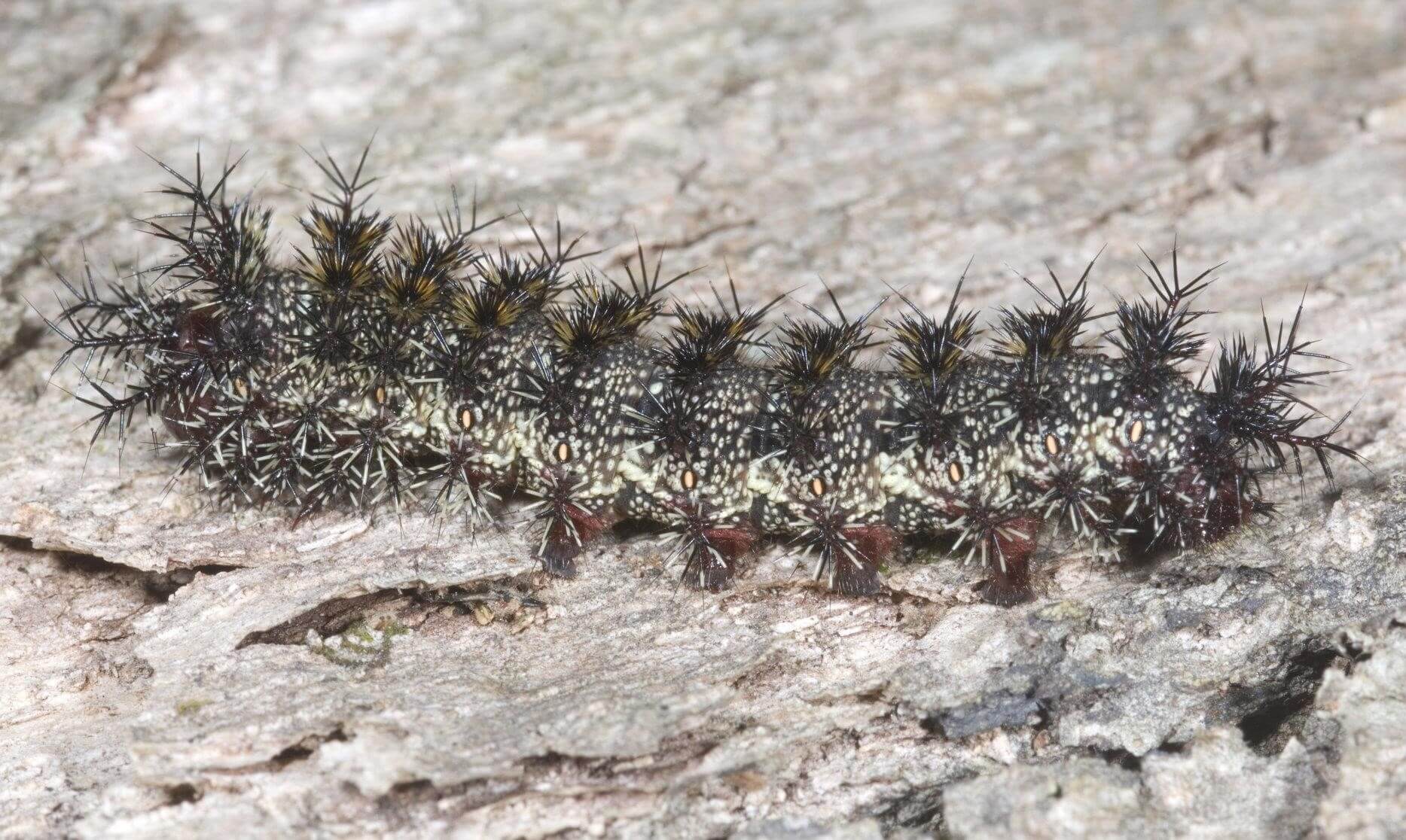 The Buck Moth Caterpillars 