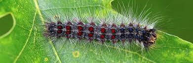 The European gypsy moth caterpillar (Lymantria Dispar)