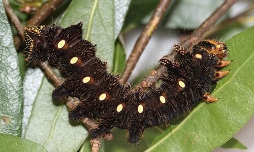 The Imperial Moth Caterpillar