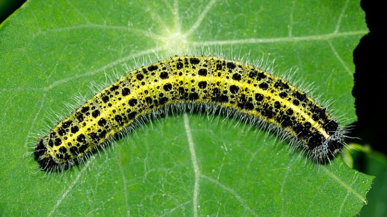 25 Yellow Caterpillars: With Pictures and Identification Guide ...