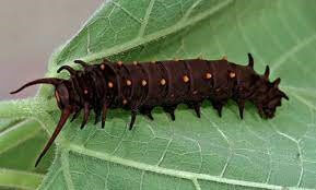The Pipevine Swallowtail Caterpillar