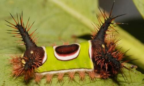 The Saddleback Caterpillar (Acharia Stimulea)