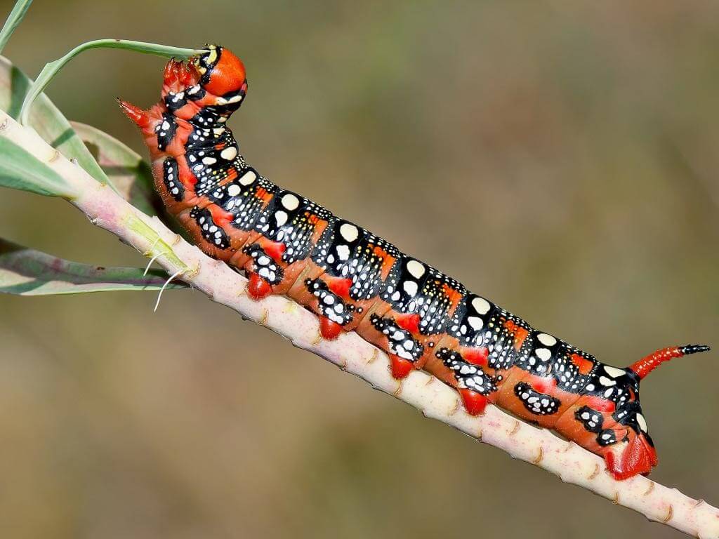 The Spurge Hawk Moth (Hyles Euphorbiae)