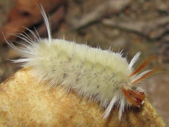 The Sycamore Tussock Caterpillar