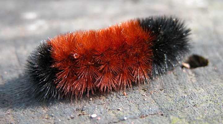 The Woolly Bear Caterpillar