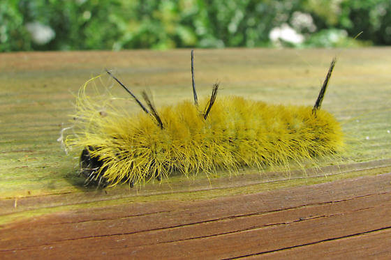 The Yellow Woolly Bear